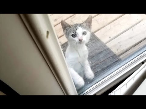 A kitten showed up on a family's doorstep for food and started moving to the window to peek in