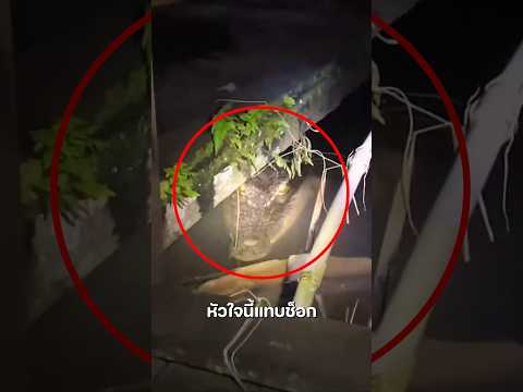เจอจระเข้ขนาดยักษ์อยู่ใต้บ้านริมแม่น้ำ 🐊