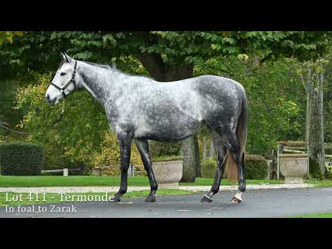 Lot 411 - Termonde, in foal to Zarak