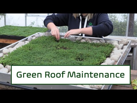 Green Roof Maintenance: The High-Stakes Battle for Sustainable Urban