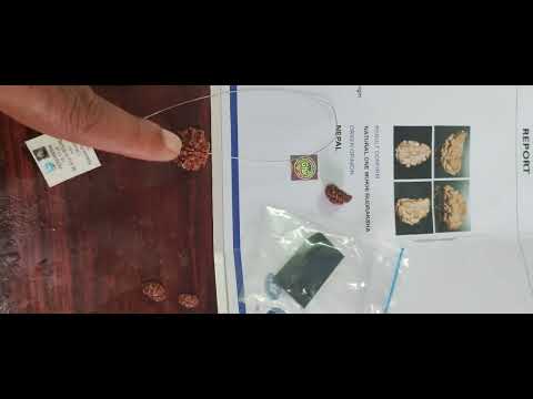 #1 Mukhi Rudraksha Round 1 Mukhi Rudraksha Nepal 1 Mukhi half Moon Rudraksha 1 Face Java #Rudraksha