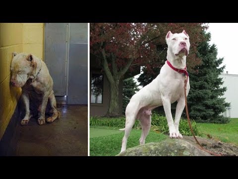 Photos Of Dogs Before & After Their Adoption That Will Melt Your Heart Video