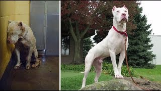 Photos Of Dogs Before &amp; After Their Adoption That Will Melt Your Heart