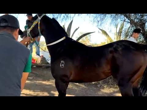 GRAN CARRERA ESTELAR  275 VARAS CUADRA PEPES VS CUADRA SANTA FE CARRIL LAS aGUILAS EDO HIDALGO