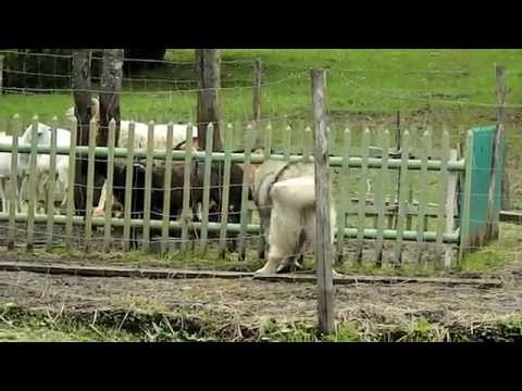 Come trattare una casa di gallina e galline da parassiti Come striscia locchiata e per liberarsi da loro