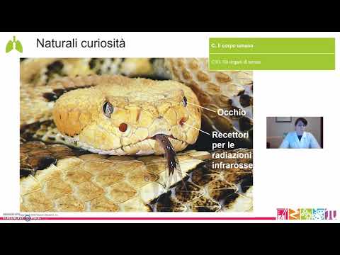 C10. Il corpo umano - Gli organi di senso