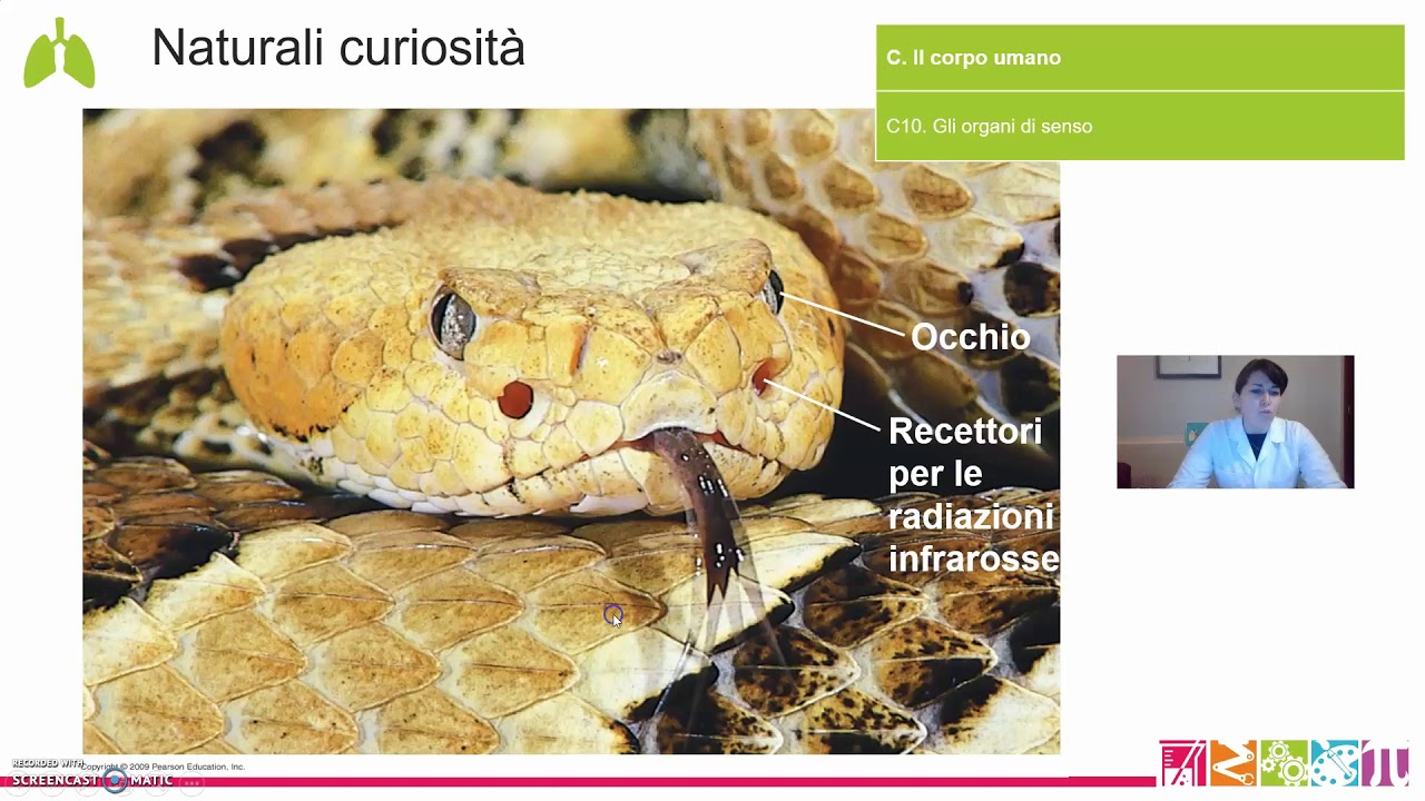 C10. Il corpo umano - Gli organi di senso