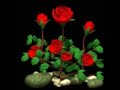 Gulab Ke Phool Gulab Ki Photo