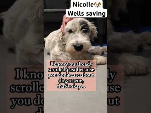 For any help consider donating link in bio to save a stray life in Los Angeles #rescuelife