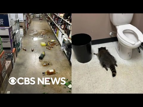 Latest update on the drunk raccoon that went viral