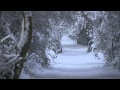 Nebelung - Heimatlos 