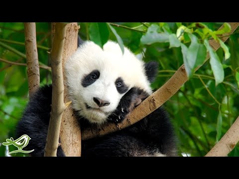 Wonderful Planet Earth: Beautiful Animals & Nature Scenery | Calming Music for Relaxation |