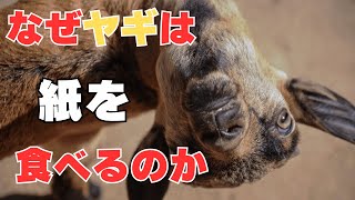 【なぜシリーズ】なぜヤギは紙を食べるのか？