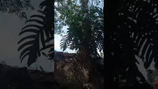 Download lagu Janda Bolong & Tanaman Yang Lagi Viral 2020 di sini Masih Liar mp3