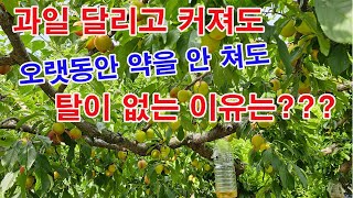과일 달리고 커져도 오랫동안 약을 안 쳐도 탈이 없는 이유는?(과수 재배, 과수 방제 방법, 살균제 사용법,…