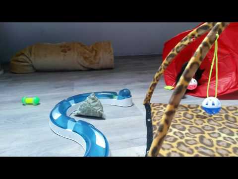 Mama Tara met Tarzan en Timon