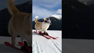 Chunmei Corgi Skiing(春梅柯基滑雪) #黃狗 #寵物友善日常#ai #animals #art #可愛い犬 #corgi #cute #愛犬 #柯基 #狗狗 #雪 #雪花ラミィ