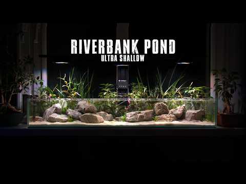 I MADE A SHALLOW RIVERBANK POND FOR RARE FISH