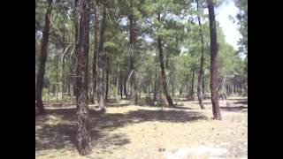 preview picture of video 'Cuéllar - Pines (conifer trees)'