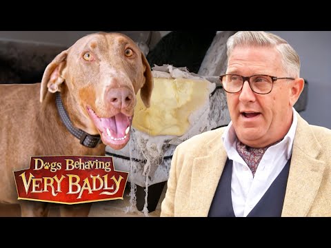 This Doberman Is So Extreme He's Destroyed THREE Sofas!