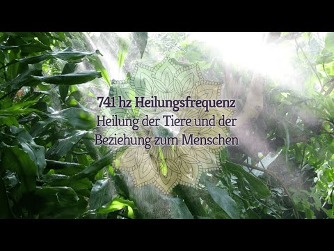 741hz Heilfrequenz für Tiere – Heilung der Tiere und der Beziehung zum Menschen