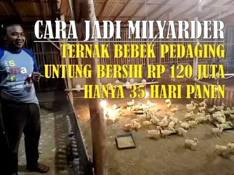 download lagu mp3 mp4 Cara Jadi Pengusaha Bebek, download lagu Cara Jadi Pengusaha Bebek gratis, unduh video klip Cara Jadi Pengusaha Bebek