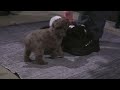 Miniature Poodle dogs for sale: Jamin - Video 1