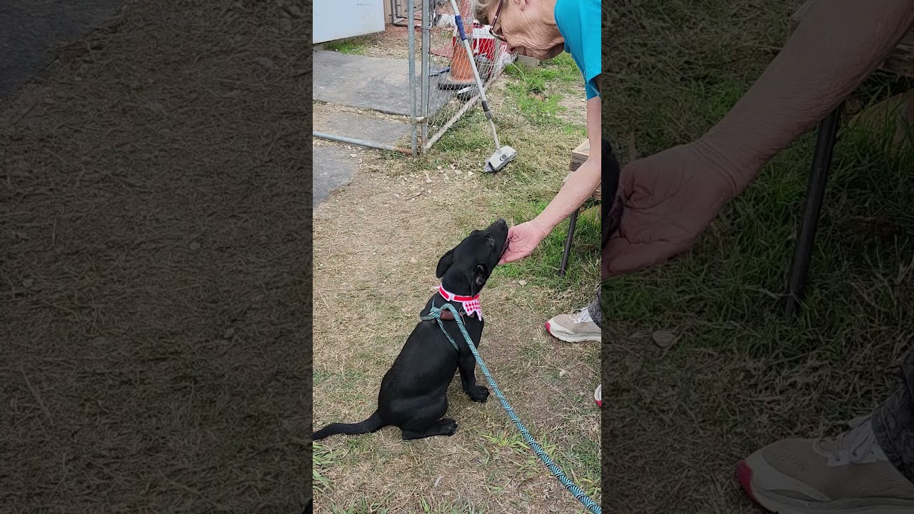 Enlarge Feathers, an adopted mixed breed in Bandera, TX video 1/5