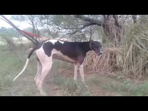 New Dog coming to Awan sikar club Chakwal