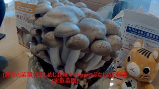 [農家の菜園]20/12/15 ぶなしめじ栽培キットpart3 ぶなしめじ収穫　[家庭菜園]