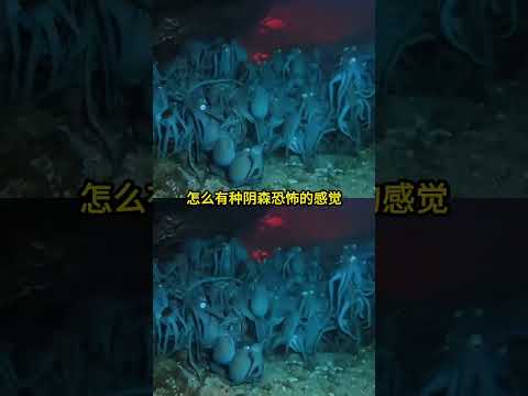 我抱着对海底未知的探索欲，很认真的看了下去#章鱼 #万万没想到 #暑你最有料
