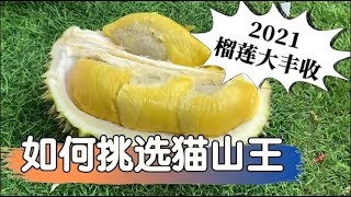 2021如何挑选猫山王 I 马来西亚榴莲大丰收，新加坡榴莲生意火爆，新加坡榴莲摊大排长龙，大马榴莲涌入新加坡