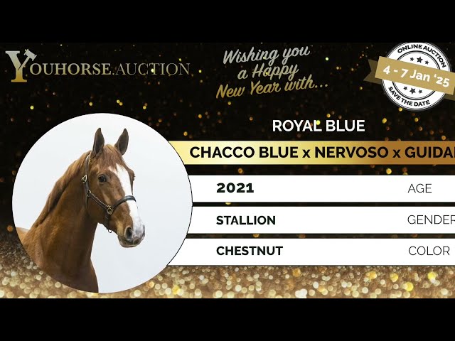 Royal Blue jumping under the saddle