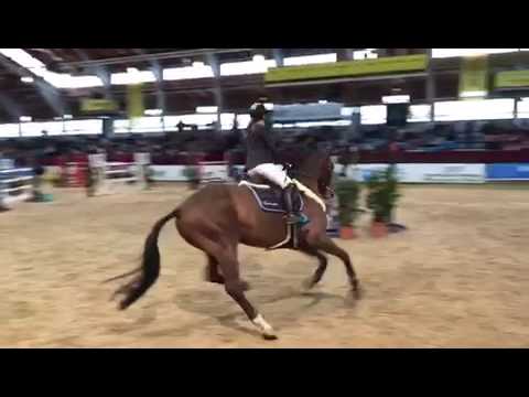 Gelding by Stakkatol x Con Air, *2009