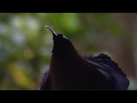 Black Sicklebill Bird of Paradise - Attenborough's Paradise Birds - BBC