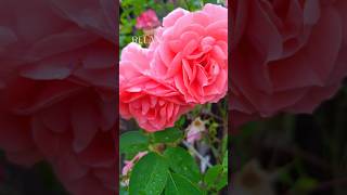 Nature's Therapy | Beauty of Rose Flowers | Enchanted Life