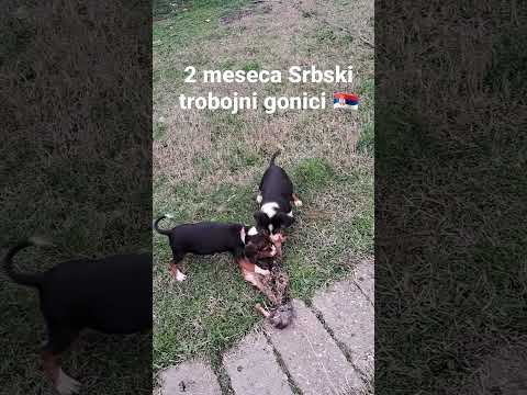 Srbski trobojni gonici 2 meseca na kozi od zeca vl Dragan Mitrovic 🇷🇸