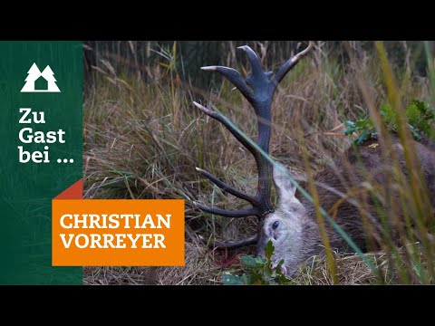 Rotwildjagd | Zu Gast bei … Christian Vorreyer | Hirschjagd | Red Stag | Deutsche Wildtier Stiftung