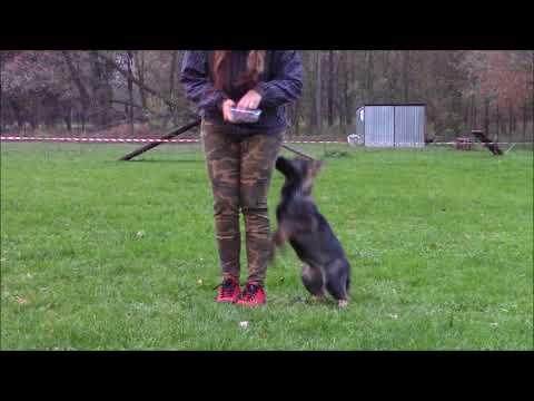 Quero z Jukasu - obedience - 3,5 months