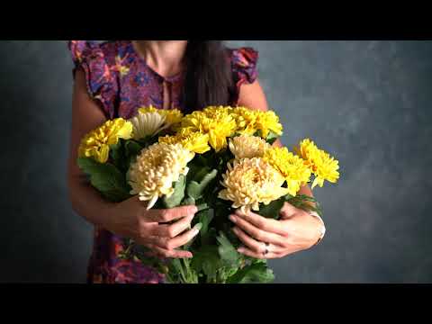 Chrysanthemum Aljonka Salmon & Willem Orange Chrysanthemums - Subscription Flowers by Arena Flowers