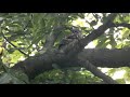 Female Little Owl Calling