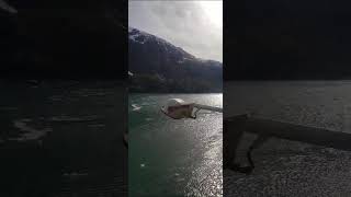 Icebergs very close to our ship Carnival Spirit ♥️❤️🙏