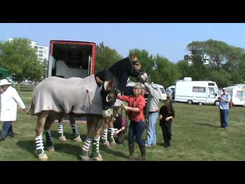 Canadian Belgian Heavy Draft Horses, Heavy Horse Parade, Southsea Common 2011