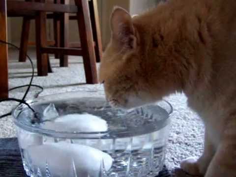 Cat Drinks from Homemade Water Fountain