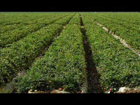 Hayseed Dixie - Strawberry Fields