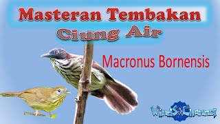 Download lagu Masteran  Tembakan Ciung Air |  #kicaumania #kicau  #burungkicau mp3