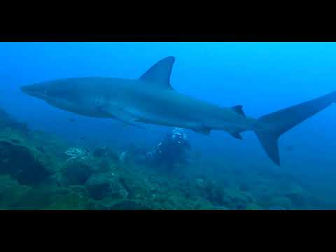 20 Sharks - scuba diving video