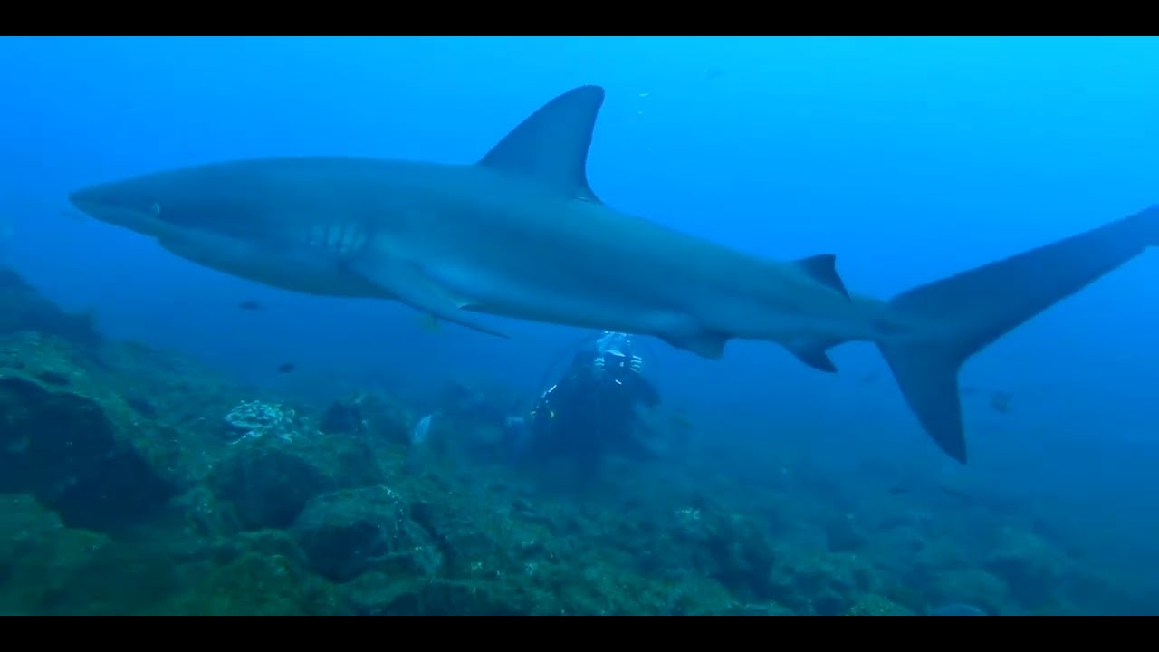 20 Sharks
