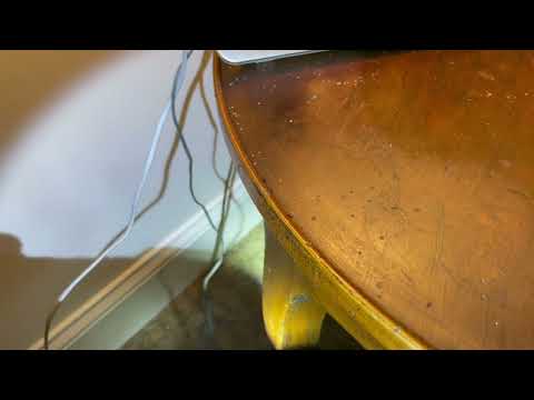 Apple Juice Attracts Ants in Skillman, NJ