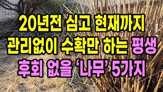 20년 전 심고 현재까지 관리없이 수확만 하고 있는 건강에 최고로 좋은  평생 후회 없을 나무 5가지